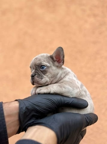 Екзотичен френски булдог Балкан – кученца от ТОП качество, city of Sofia | Dogs - снимка 10