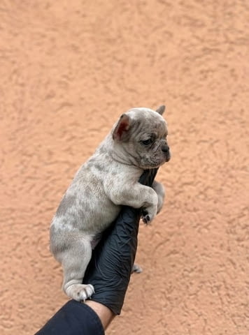 Екзотичен френски булдог Балкан – кученца от ТОП качество, city of Sofia | Dogs - снимка 11