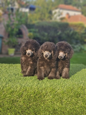 Offered gray poodle Mini Poodle - city of Izvun Bulgaria | Dogs - снимка 1