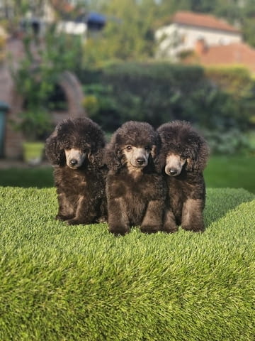 Offered gray poodle Mini Poodle - city of Izvun Bulgaria | Dogs - снимка 2