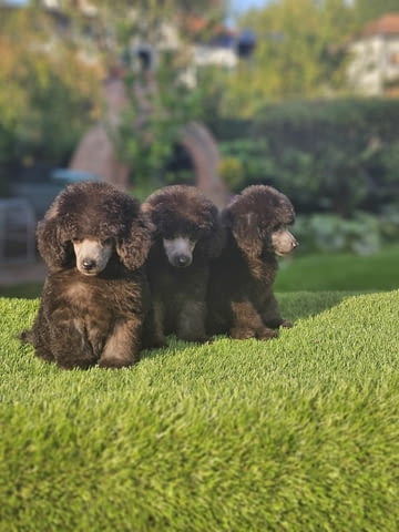Offered gray poodle Mini Poodle - city of Izvun Bulgaria | Dogs - снимка 3