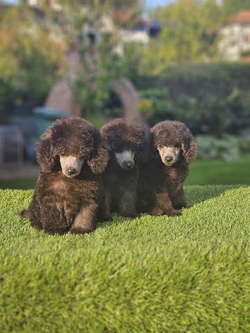 Offered gray poodle Mini Poodle - city of Izvun Bulgaria | Dogs - снимка 4