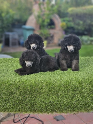 Offered gray poodle Mini Poodle - city of Izvun Bulgaria | Dogs - снимка 5