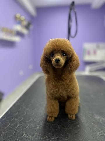 Toy poodle Toy Poodle - city of Izvun Bulgaria | Dogs - снимка 1