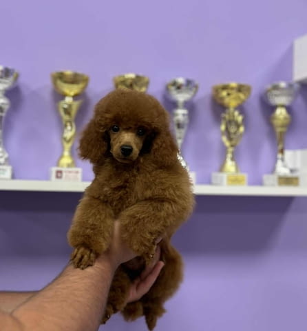Toy poodle Toy Poodle - city of Izvun Bulgaria | Dogs - снимка 2