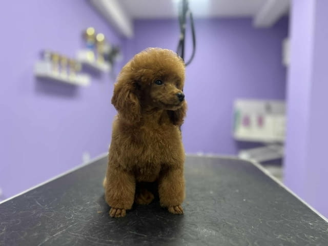 Toy poodle Toy Poodle - city of Izvun Bulgaria | Dogs - снимка 3