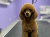 Toy poodle