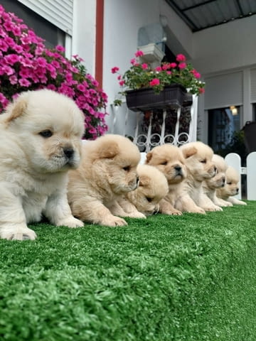 Chow Chow cau cau Puppies Чау-чау - град Извън България | Кучета - снимка 2