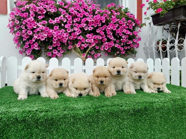 Chow Chow cau cau Puppies Чау-чау - град Извън България | Кучета - снимка 3