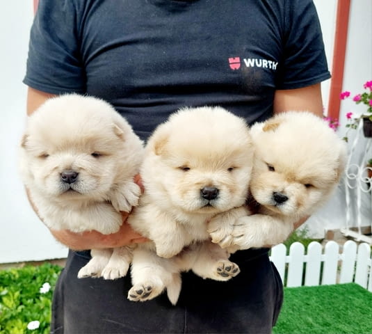 Chow Chow cau cau Puppies Чау-чау - град Извън България | Кучета - снимка 4