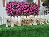 Chow Chow cau cau Puppies