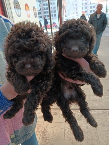 ТОЙ ПУДЕЛИ - шоколадови Toy Poodle, 2 Months, Vaccinated - Yes - city of Sofia | Dogs - снимка 2