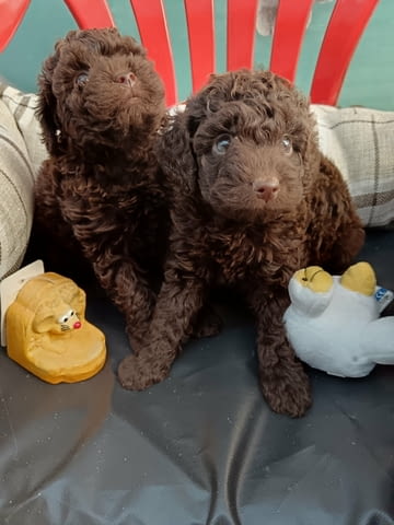 Много сладки шоколадови пудели Toy Poodle, 2 Months, Vaccinated - Yes - city of Sofia | Dogs - снимка 3