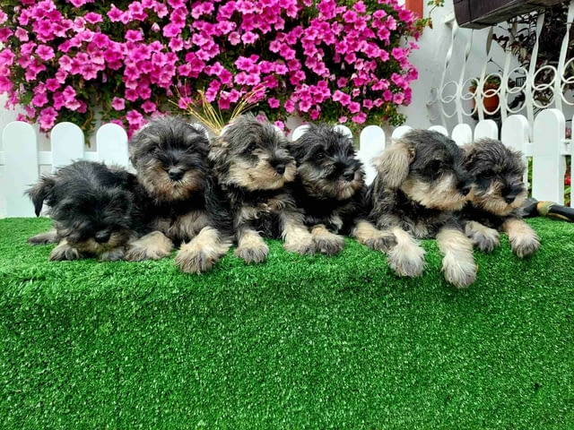 Miniature Schnauzers Шнауцер мини - град Извън България | Кучета - снимка 1
