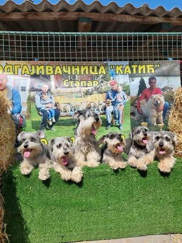 Miniature Schnauzers Шнауцер мини - град Извън България | Кучета - снимка 3