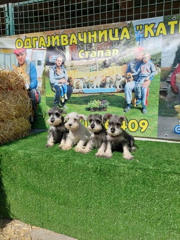 Miniature Schnauzers Шнауцер мини - град Извън България | Кучета - снимка 4
