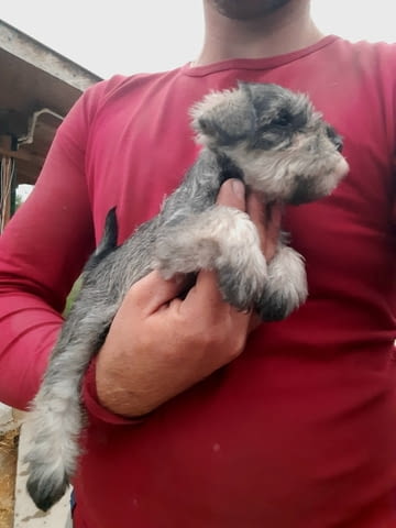 Miniature Schnauzers Шнауцер мини - град Извън България | Кучета - снимка 5