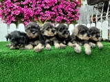 Miniature Schnauzers