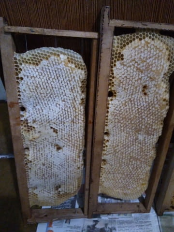 Продавам пчелен мед! - city of Varna | Goods & Produce - снимка 6