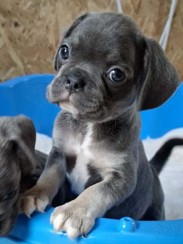 Exotic pug Другa - city of Izvun Bulgaria | Dogs - снимка 1