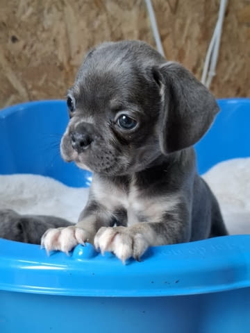 Exotic pug Другa - city of Izvun Bulgaria | Dogs - снимка 2