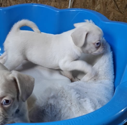 Exotic pug Другa - city of Izvun Bulgaria | Dogs - снимка 4