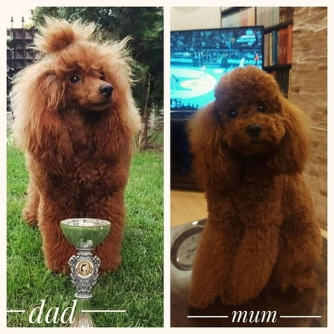 Червени пудели Пудел мини, 2 месеца - град Извън България | Кучета - снимка 3