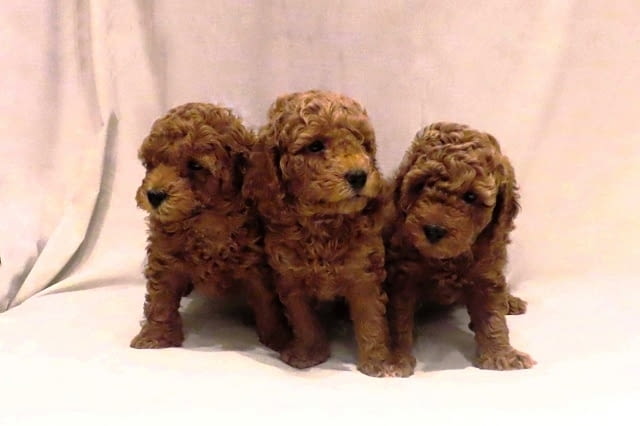 Червени пудели Пудел мини, 2 месеца - град Извън България | Кучета - снимка 5