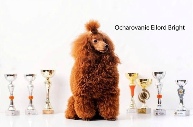 Червени пудели Пудел мини, 2 месеца - град Извън България | Кучета - снимка 6