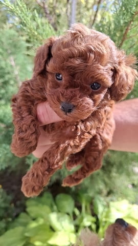 Червен пудел тип „играчка“ Пудел той, 2 месеца - град Извън България | Кучета - снимка 6