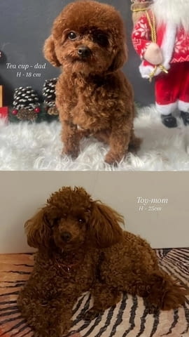 Червен пудел тип „играчка“ Пудел той, 2 месеца - град Извън България | Кучета - снимка 7