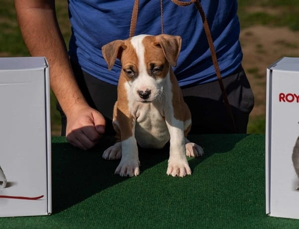 Американски стафордширски териер, кученца от най-високо качество - снимка 1