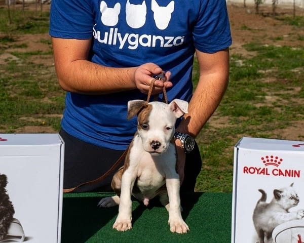 Американски стафордширски териер, кученца от най-високо качество - снимка 2