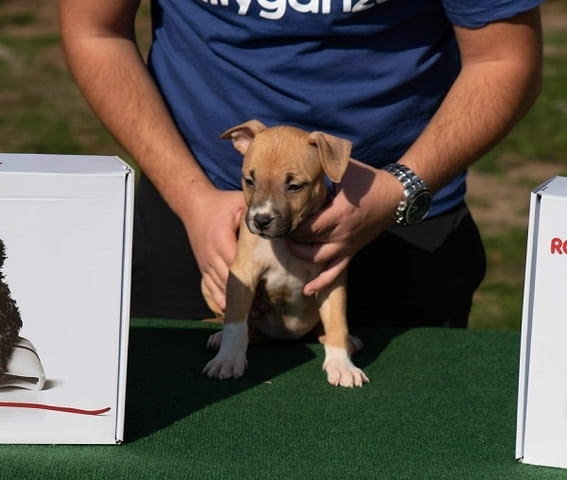Американски стафордширски териер, кученца от най-високо качество - снимка 3