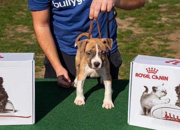 Американски стафордширски териер, кученца от най-високо качество - снимка 4