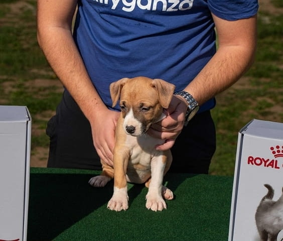 Американски стафордширски териер, кученца от най-високо качество - снимка 5