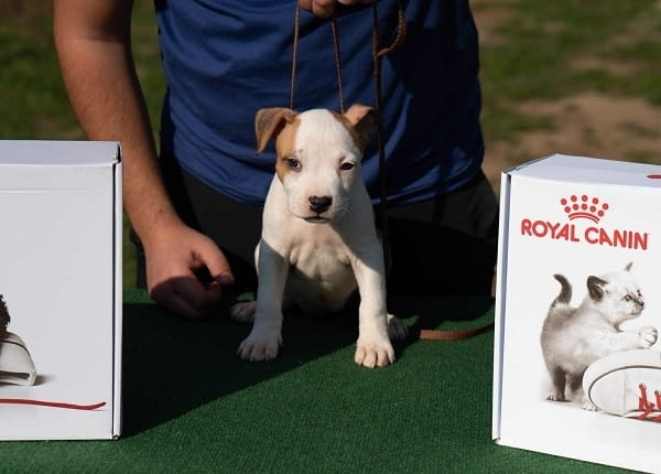 Американски стафордширски териер, кученца от най-високо качество - снимка 6