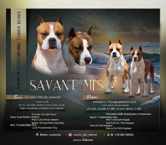 Американски стафордширски териер, кученца от най-високо качество - снимка 7