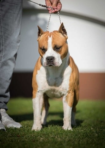 Американски стафордширски териер, кученца от най-високо качество - снимка 8