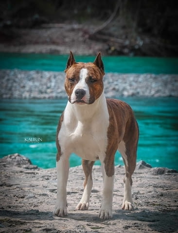 Американски стафордширски териер, кученца от най-високо качество - снимка 9