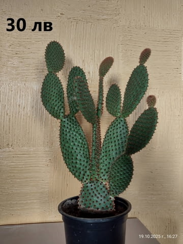 Опунция микродазис, Ешеверия, Граптопеталум, city of Plovdiv | Flowers & Pots - снимка 1