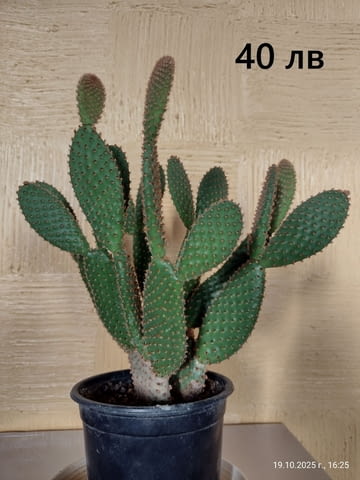 Опунция микродазис, Ешеверия, Граптопеталум, city of Plovdiv | Flowers & Pots - снимка 2