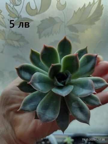 Опунция микродазис, Ешеверия, Граптопеталум, city of Plovdiv | Flowers & Pots - снимка 4