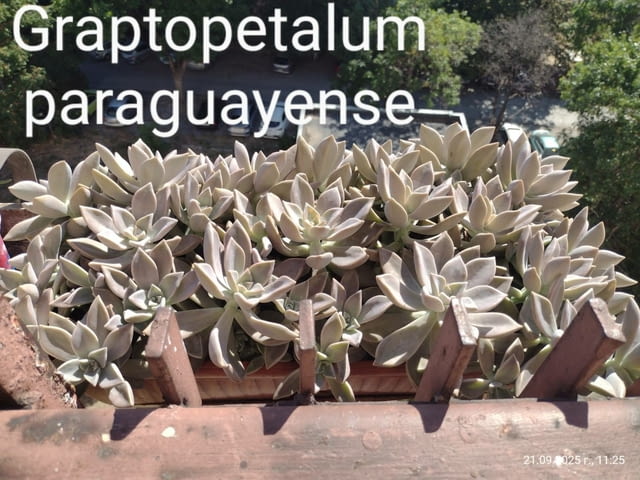 Опунция микродазис, Ешеверия, Граптопеталум, city of Plovdiv | Flowers & Pots - снимка 5