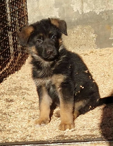 German Shepherd Dog Немска овчарка - град Извън България | Кучета - снимка 5