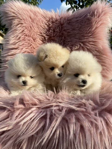 Beautiful Pomeranian puppies available Померан (Малък английски шпиц) - град Извън България | Кучета - снимка 1