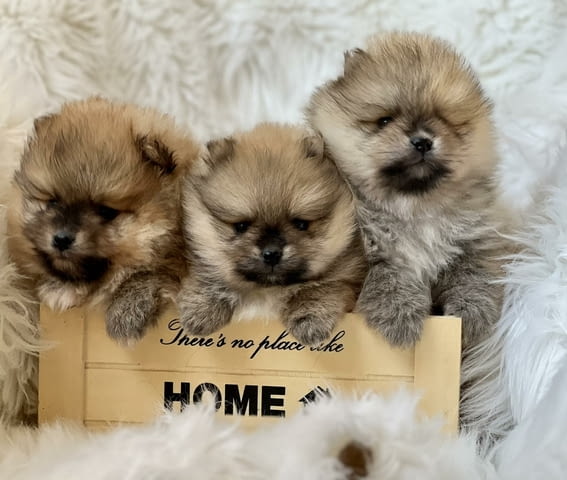 Beautiful Pomeranian puppies available Померан (Малък английски шпиц) - град Извън България | Кучета - снимка 2