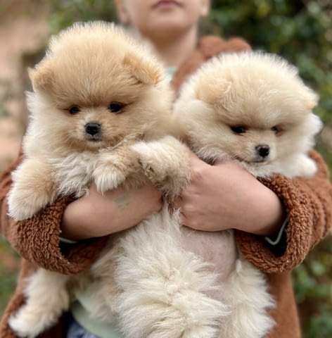 Beautiful Pomeranian puppies available Померан (Малък английски шпиц) - град Извън България | Кучета - снимка 4