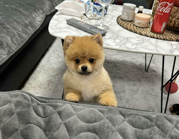 Beautiful Pomeranian puppies available Померан (Малък английски шпиц) - град Извън България | Кучета - снимка 5