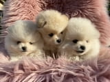 Beautiful Pomeranian puppies available